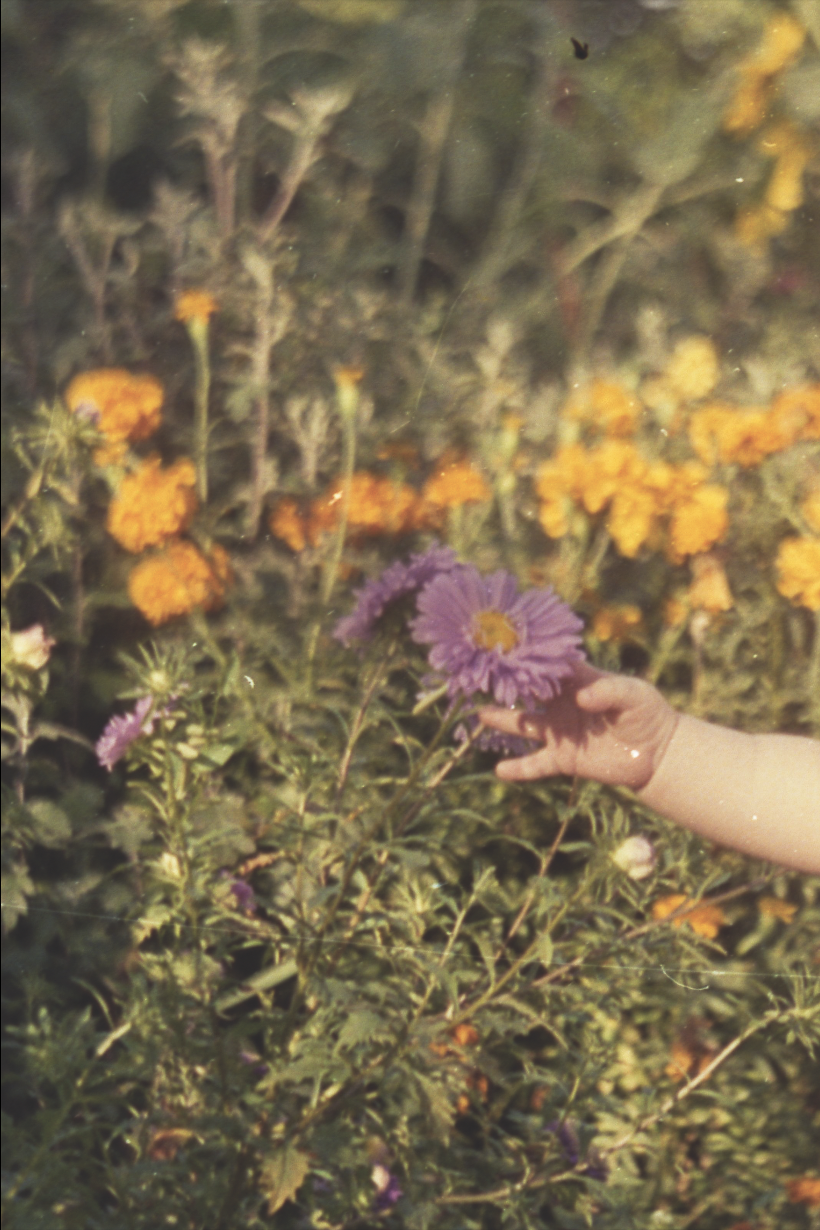 Francesco Pennacchio-Unlike Flowers-2