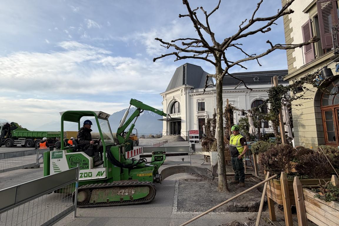 Creuse pour la transplantation de l'arbre