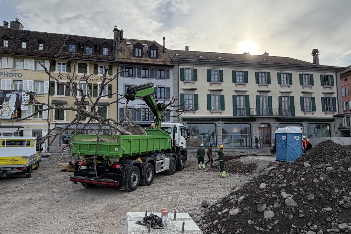 Transport de l'arbre vers son nouvel emplacement
