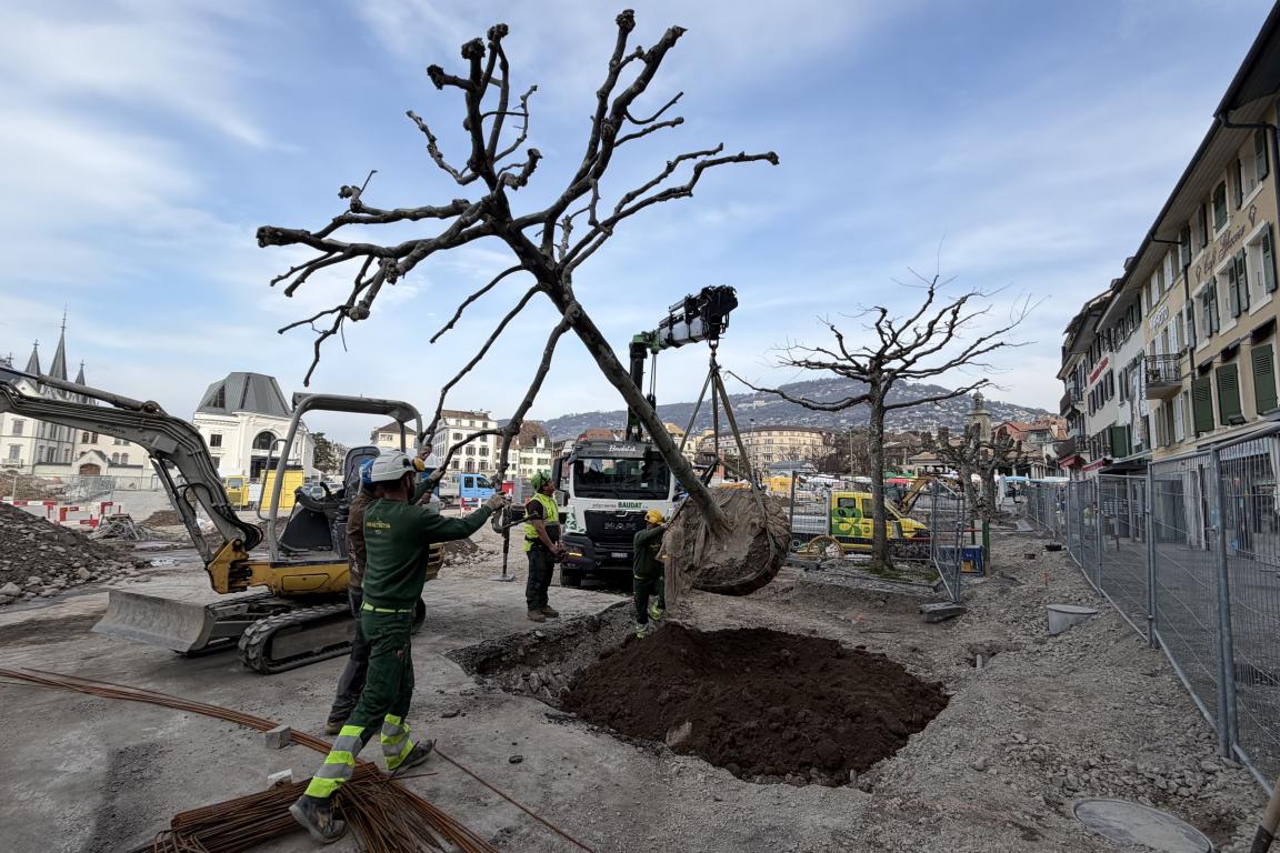 Pose de l'arbre sur son nouvel emplacement