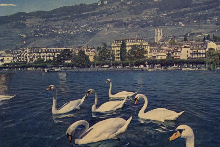 Editions Coloris Pierre Jaeger & Fils S.A., Genève, « VEVEY – La ville vue depuis le quai », 2ème moitié du 20e siècle, carte postale, 10.2 x 14.7, Musée historique de Vevey 
