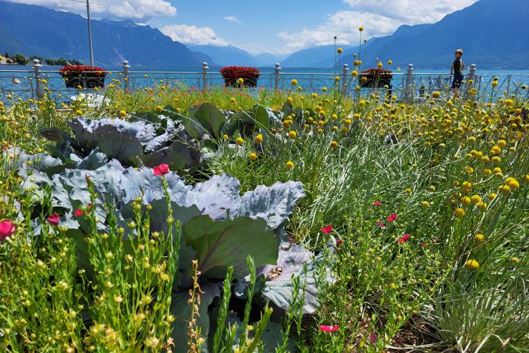 Fleurs au bord du lac